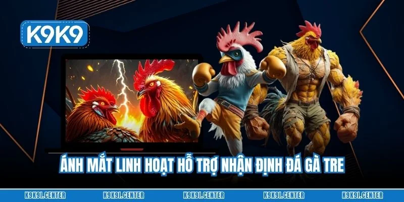 Ánh mắt linh hoạt hỗ trợ nhận định đá gà tre